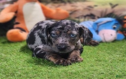Catahoula Leopard Dog dogs for sale: Houdini 2025 Male 5 - Image 1
