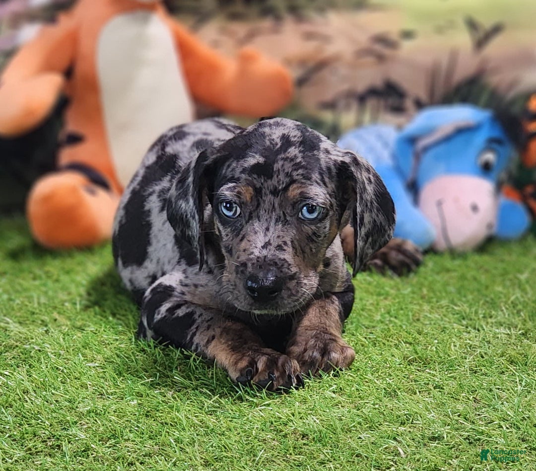 Catahoula Leopard Dog dogs for sale: Houdini 2025 Male 5 - Image 1