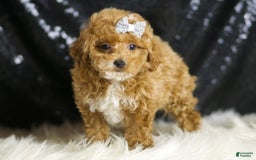 Toy Poodle dogs for sale: Philly - Image 3