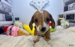 Miniature Dachshund dogs for sale: Jasper - Image 3