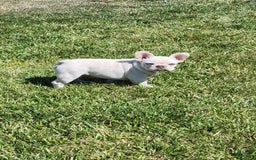 French Bulldog dogs for sale: French Bulldog 2 puppies - Image 4
