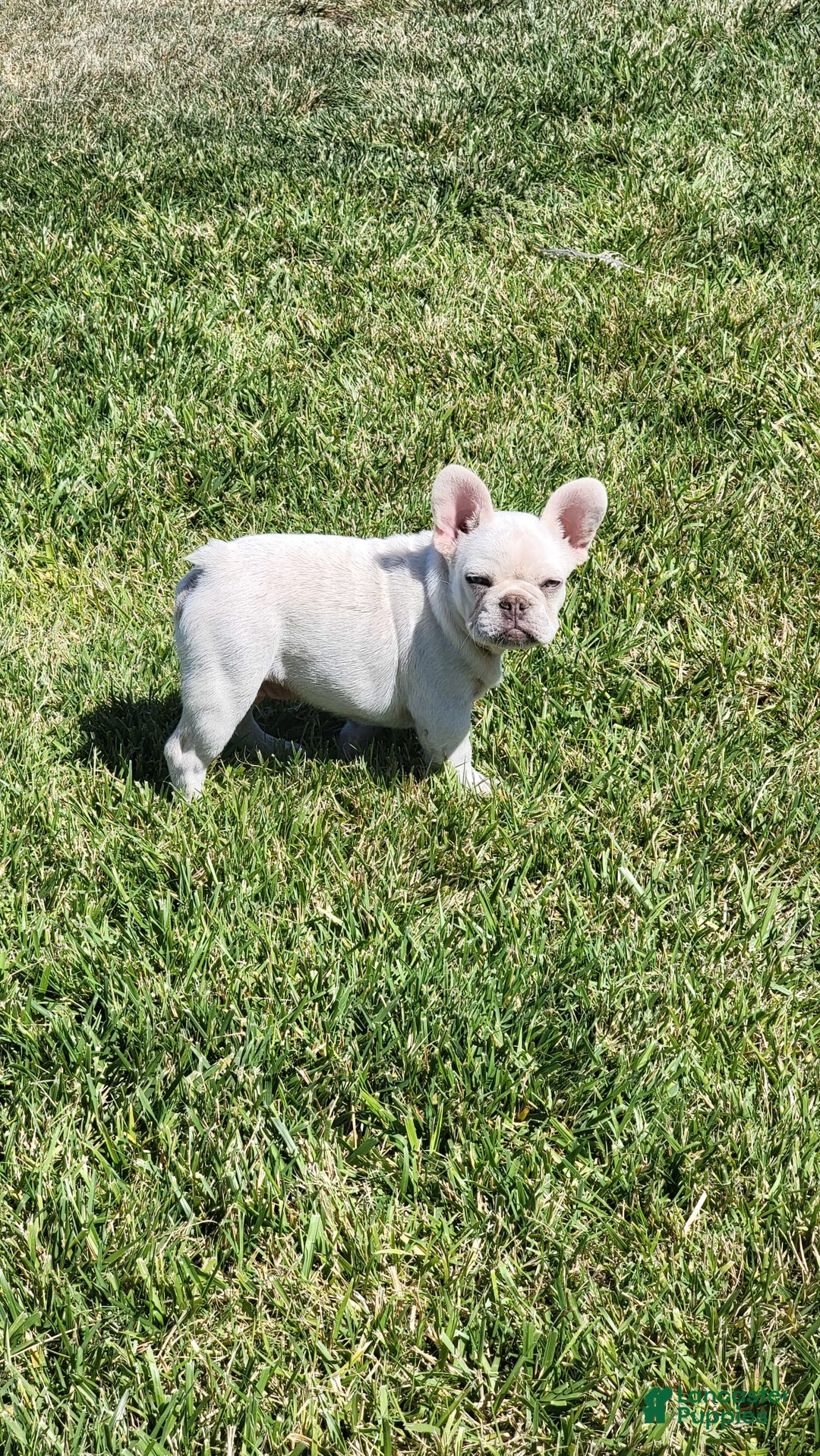 French Bulldog dogs for sale: French Bulldog 2 puppies - Image 4