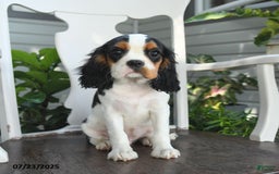 Cavalier King Charles Spaniel dogs for sale: Clapton - Image 6