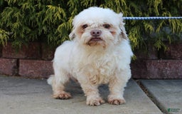 Teddy Bear dogs for sale: Polly - Image 6