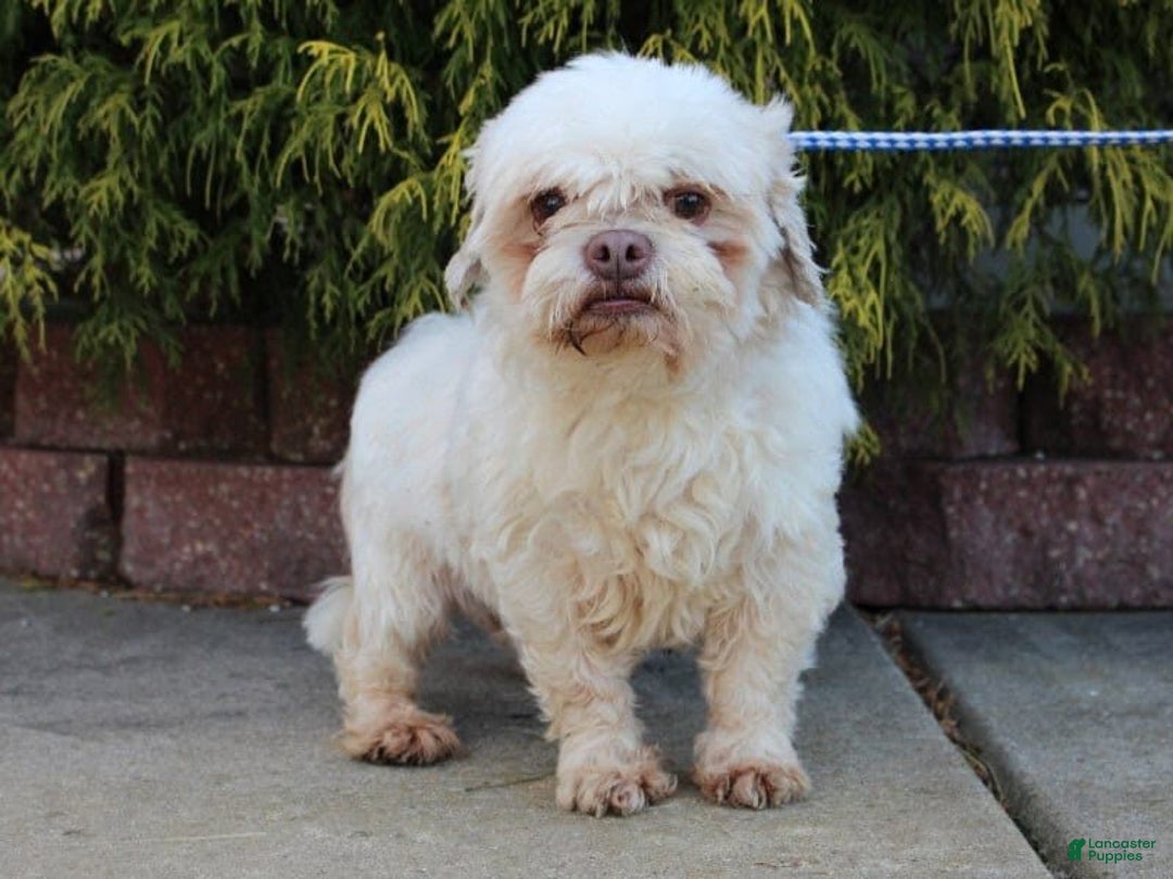Teddy Bear dogs for sale: Polly - Image 6