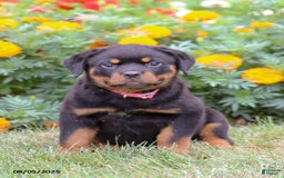 Rottweiler dogs for sale: Lacey - Image 1