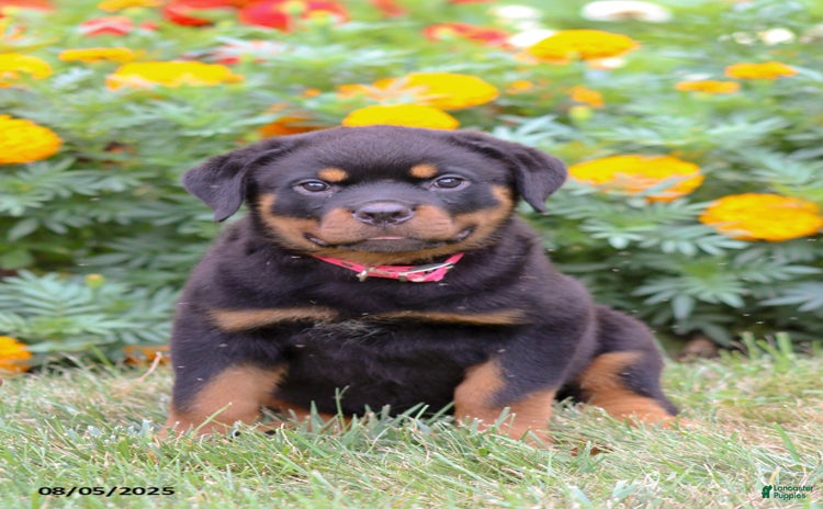 Rottweiler dogs for sale - Ad 1