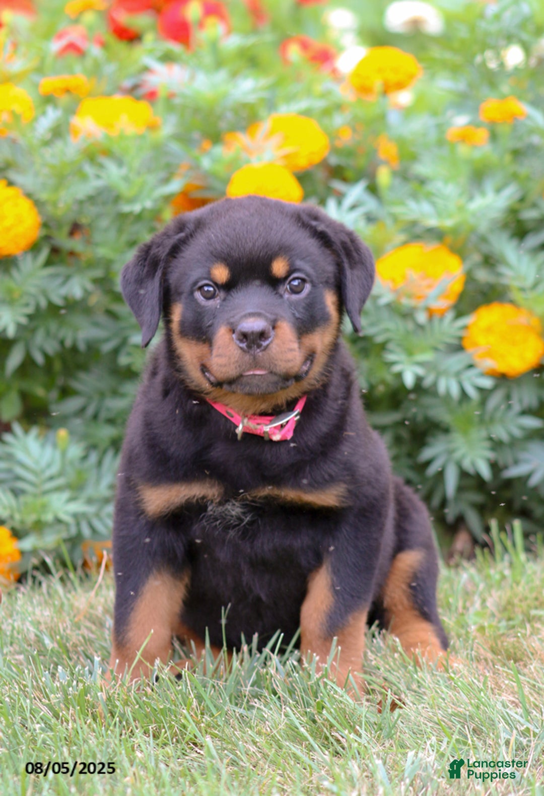 Rottweiler dogs for sale: Lacey - Image 1