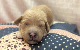 Cockapoo dogs for sale: Kurt - Image 15