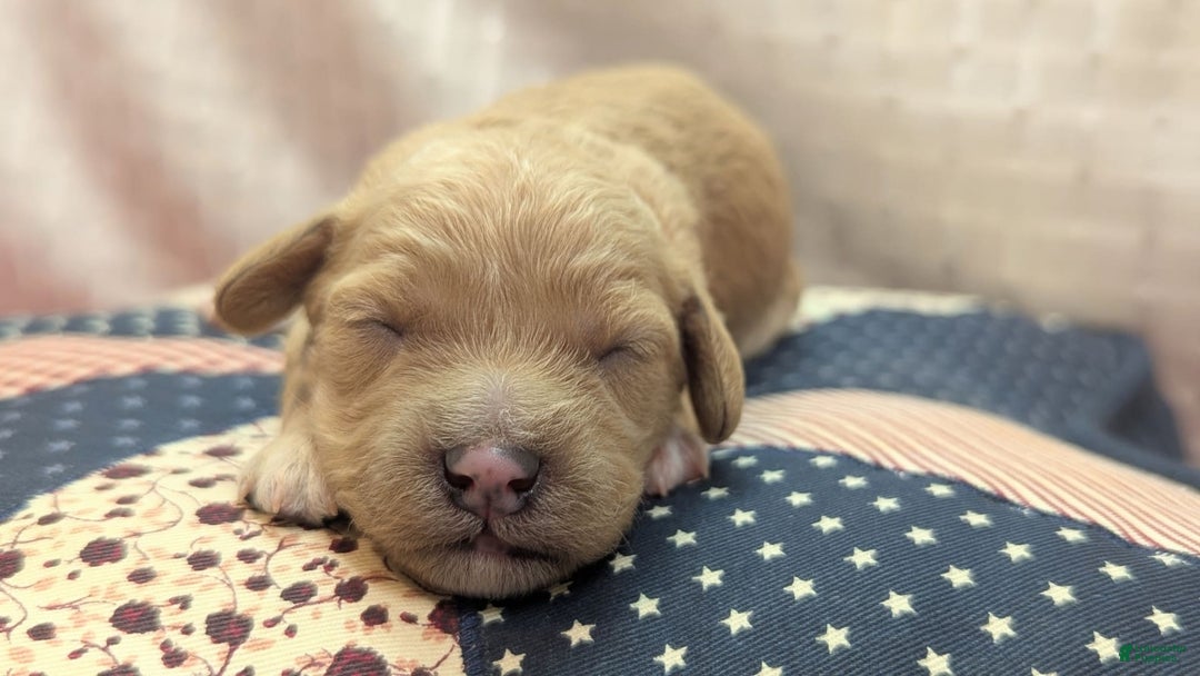Cockapoo dogs for sale: Kurt - Image 15