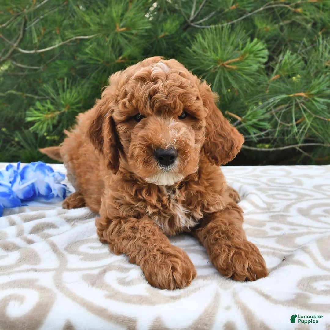 Mini Goldendoodle dogs for sale: Dakota - Image 14