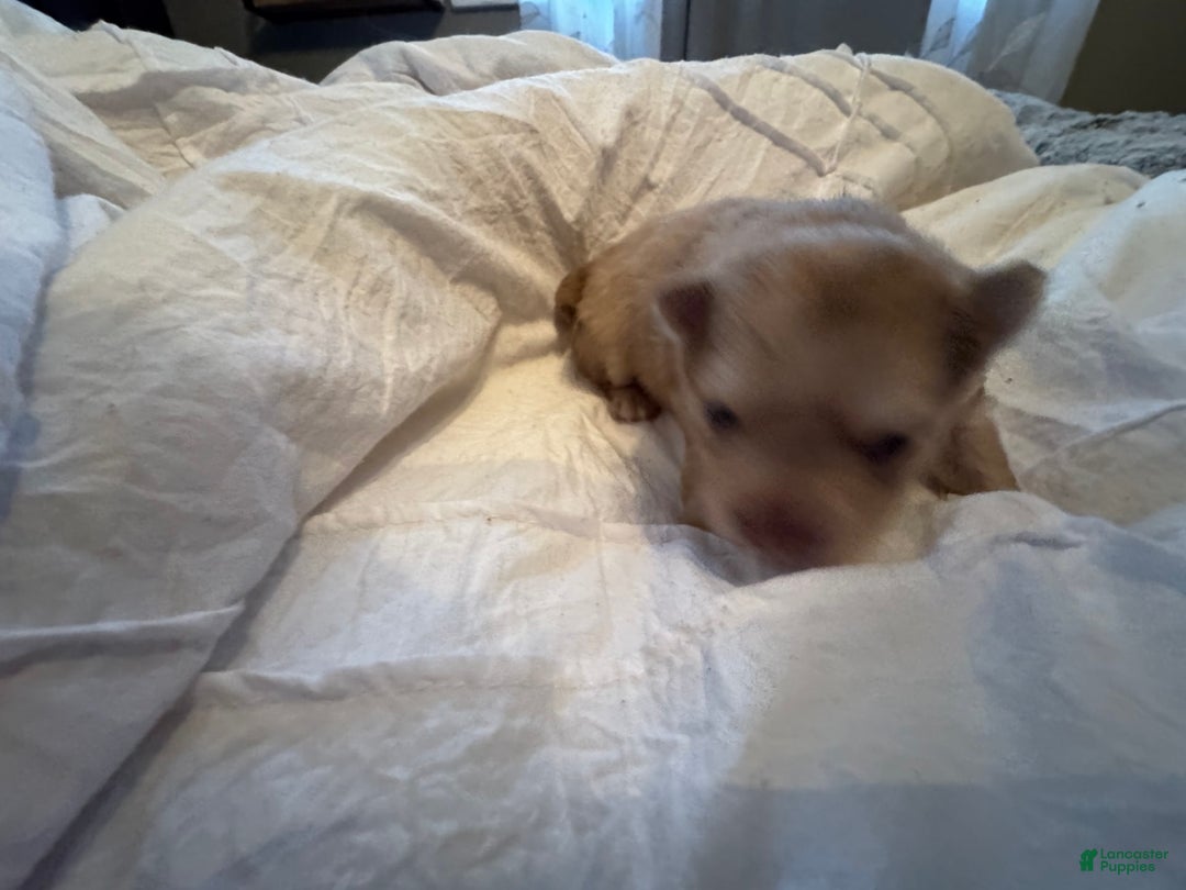 Pomeranian dogs for sale: Cookie Doe - Image 4