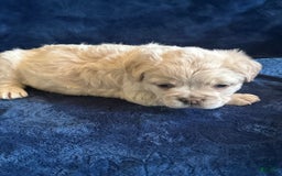 French Bulldog dogs for sale: Latto - Image 3