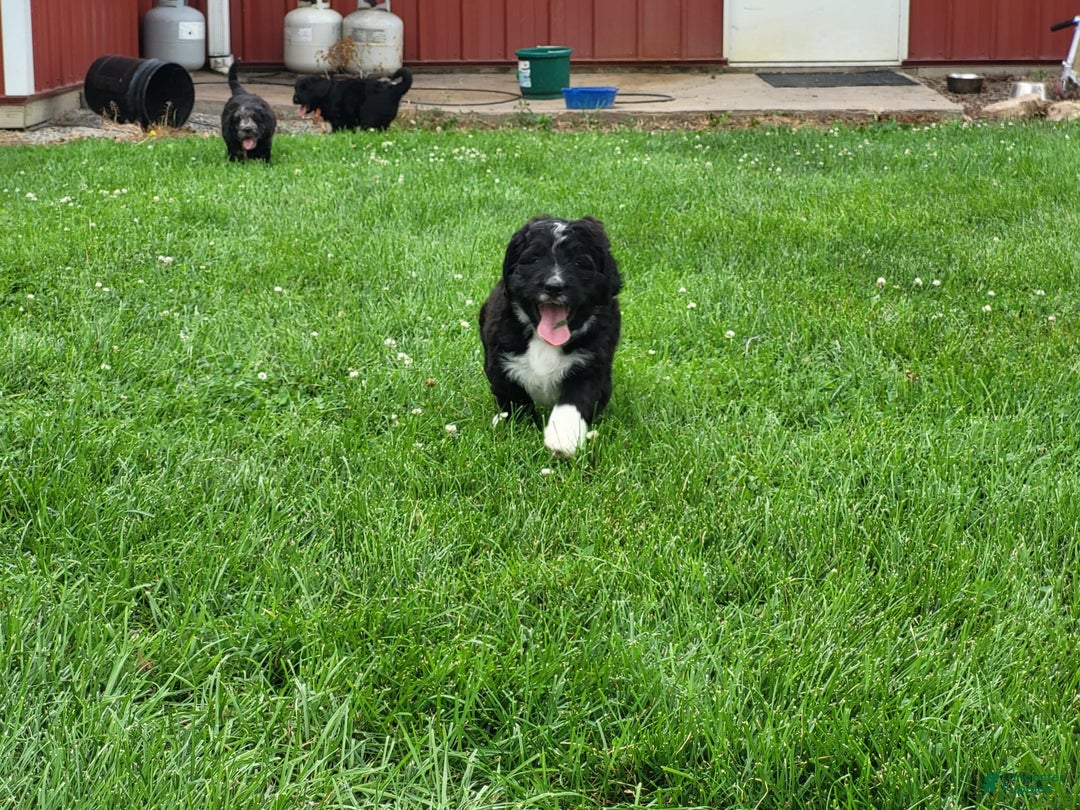 Bernedoodle dogs for sale: Duke - Image 3