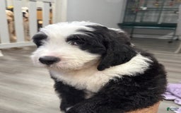 Saint Berdoodles dogs for sale: Harley - Image 4