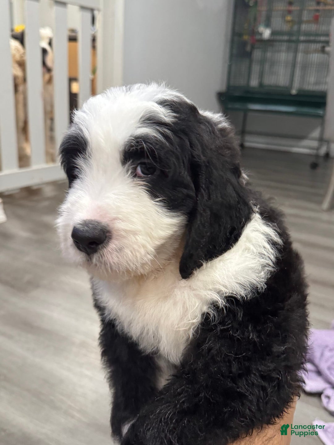 Saint Berdoodles dogs for sale: Harley - Image 4