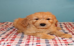  dogs for sale: Mini Goldendoodle 5 puppies - Image 34