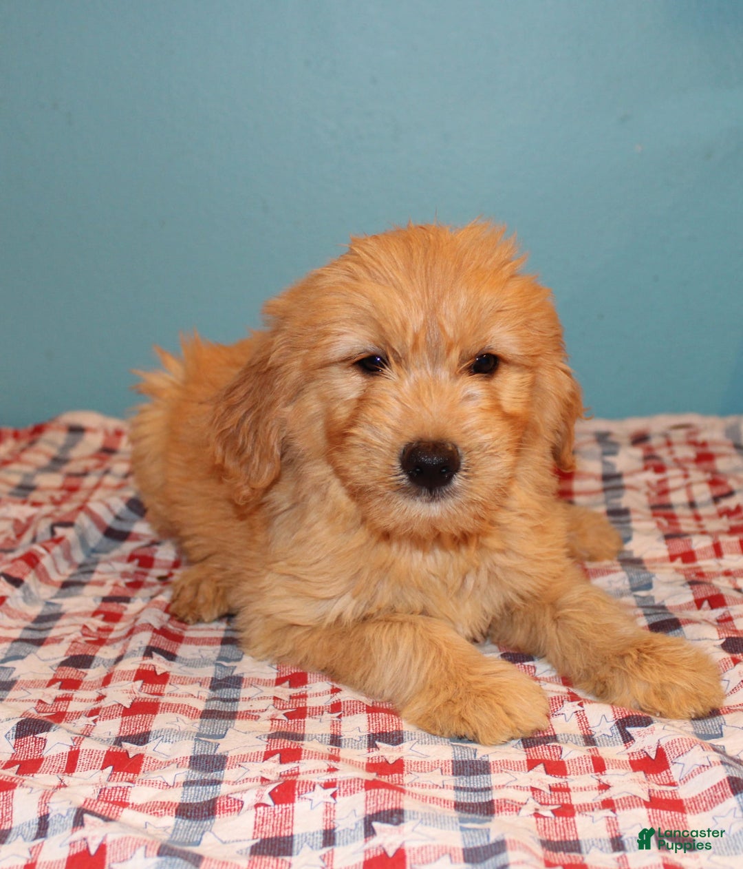  dogs for sale: Mini Goldendoodle 5 puppies - Image 34