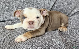 English Bulldog dogs for sale: Gatski - Image 5