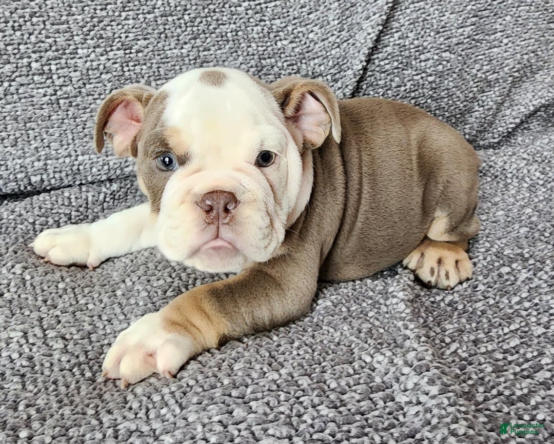 English Bulldog dogs for sale: Gatski - Image 5