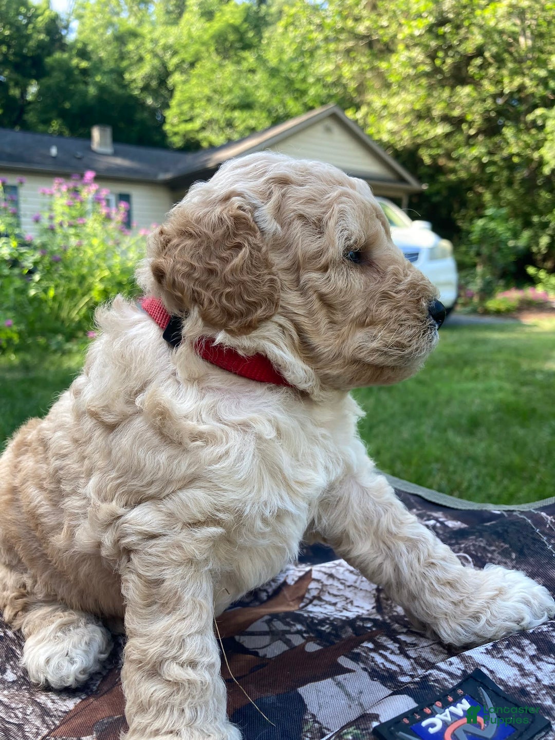Labradoodle dogs for sale: Douglas - Image 19