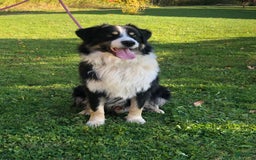 Australian Shepherd dogs for sale: Meg H6 Natural Bobtail - Image 3