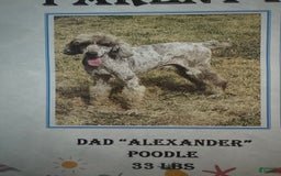 Goldendoodle dogs for sale: Armani - Image 10