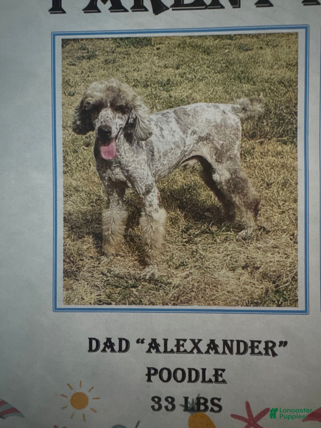Goldendoodle dogs for sale: Armani - Image 10