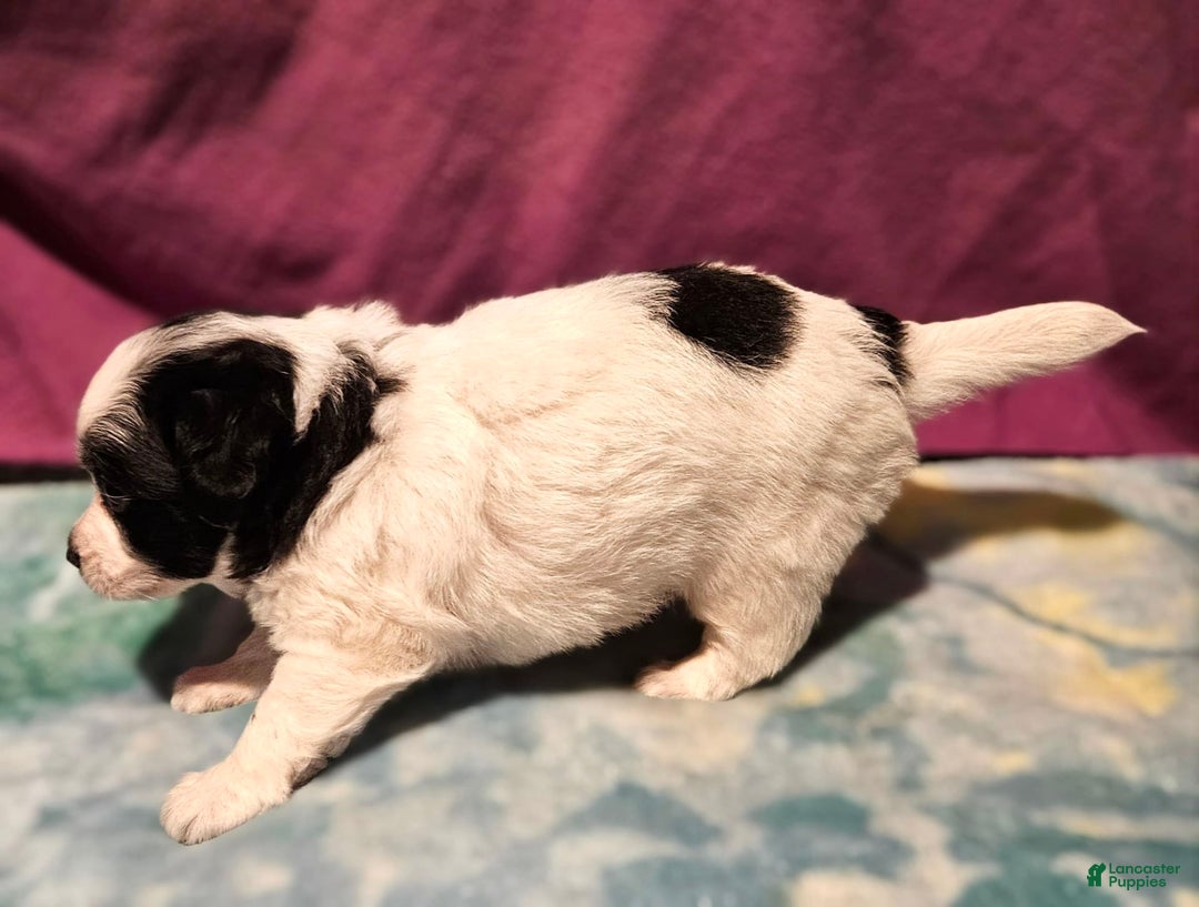 Chihuahua dogs for sale: Oscar - Image 6