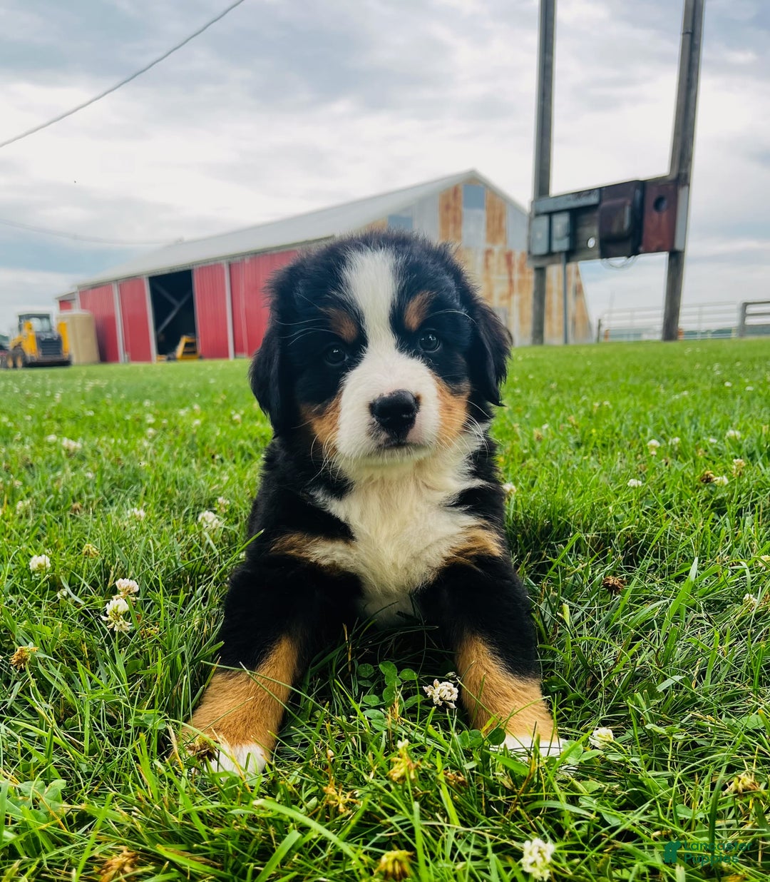 Bernese Mountain Dog dogs for sale: Meghan - Image 5