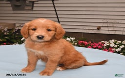 Goldador dogs for sale: Lulu - Image 3