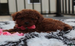Toy Poodle dogs for sale: Honey - Image 12