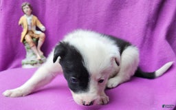 Border Collie dogs for sale: Hondo - Image 12