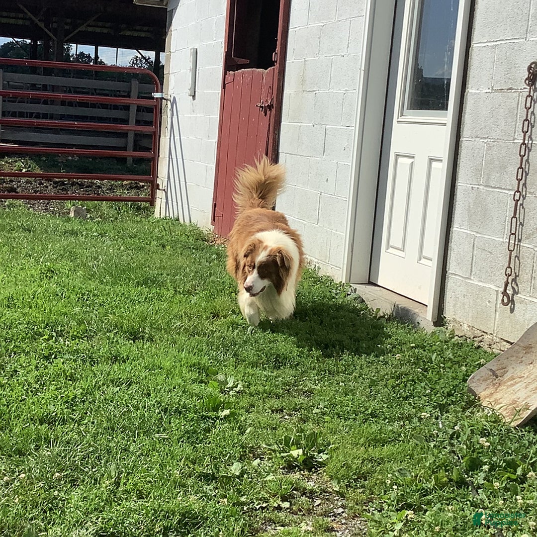 Australian Shepherd dogs for sale: Buster - Image 7