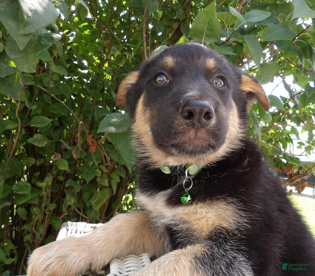 German Shepherd dogs for sale: Misty - Image 3