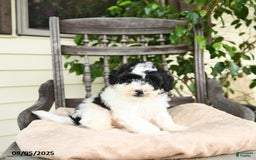 Miniature Poodle dogs for sale: Miniature Poodle 2 puppies - Image 6