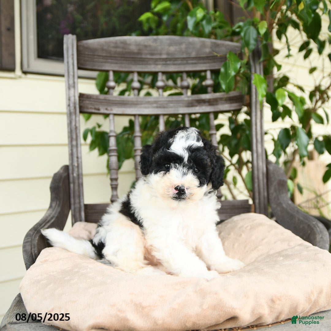 Miniature Poodle dogs for sale: Miniature Poodle 2 puppies - Image 6