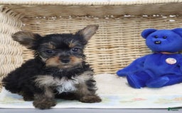 Yorkshire Terrier dogs for sale: Lexi - Extra Small - Image 1