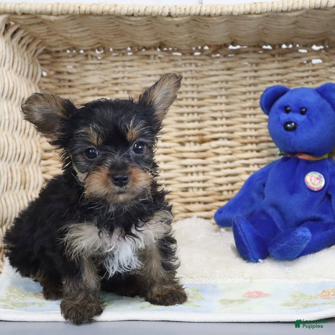 Yorkshire Terrier dogs for sale: Lexi - Extra Small - Image 1