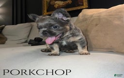 French Bulldog dogs for sale: Porkchop - Image 2