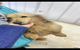Miniature Dachshund dogs for sale: Hershey - Image 4