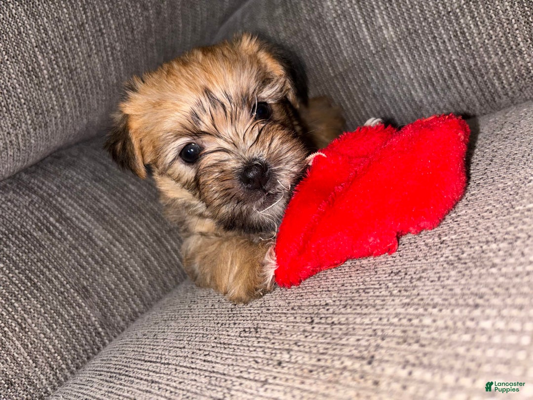Morkie dogs for sale: Clover - Image 5