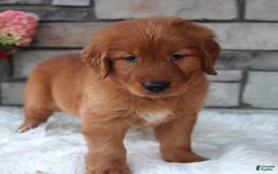 Golden Retriever dogs for sale: Chester - Image 6