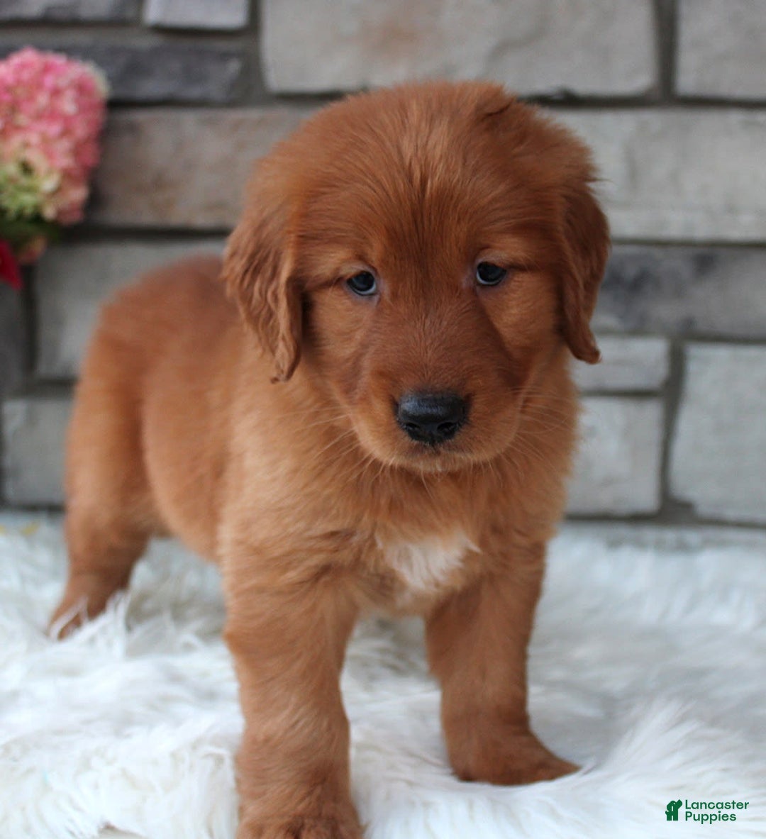 Golden Retriever dogs for sale: Chester - Image 6