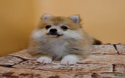 Pomeranian dogs for sale: Taryn - Image 5