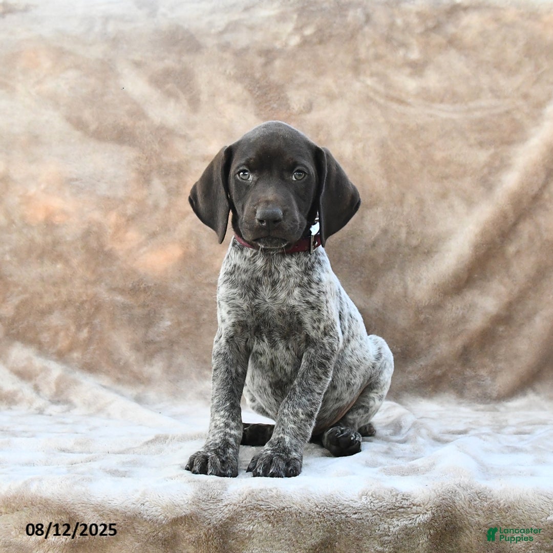 German Shorthaired Pointer dogs for sale: Chicago - Image 4
