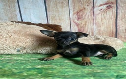 Toy Fox Terrier dogs for sale: Bitsy - Image 5
