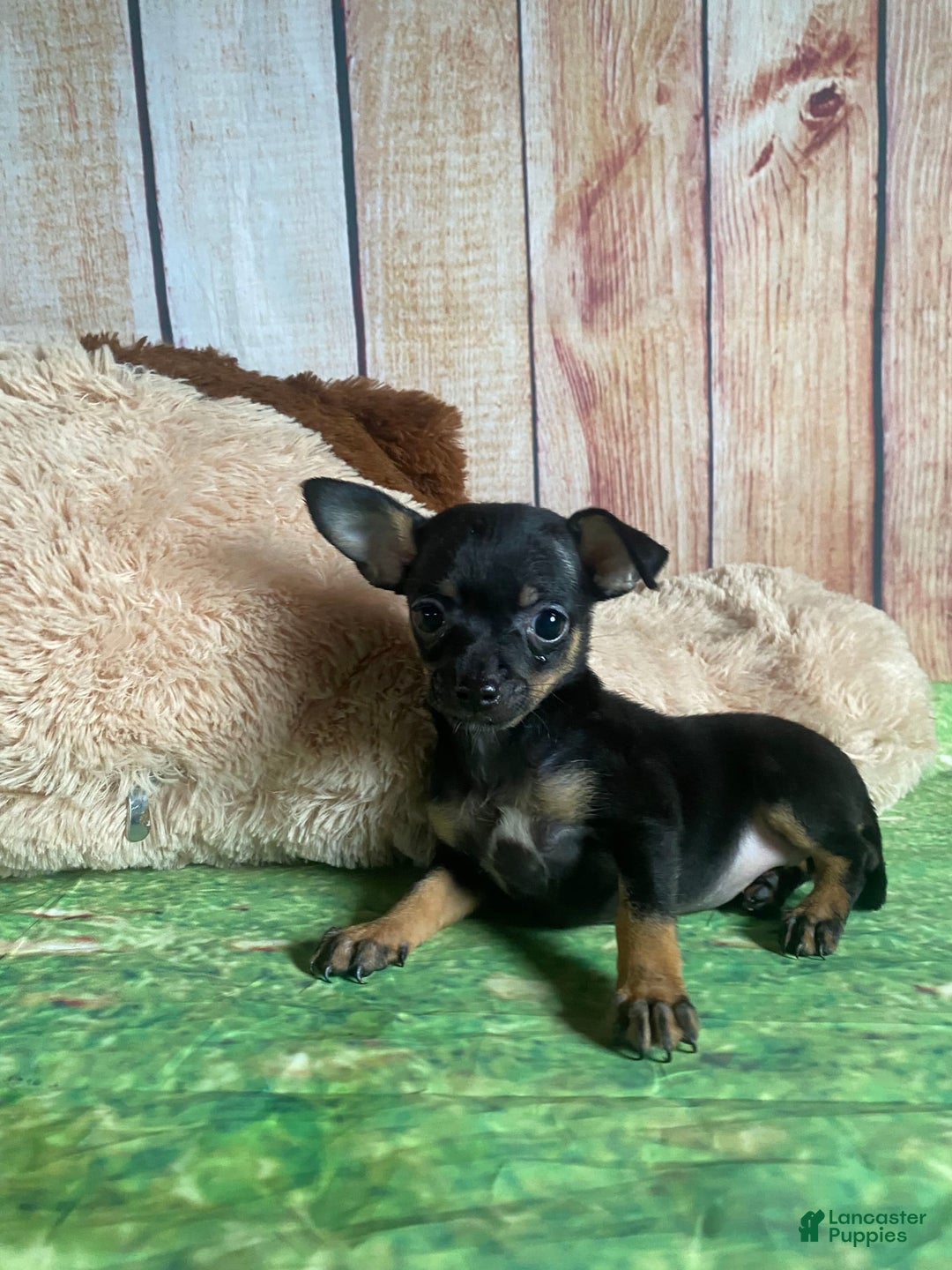 Toy Fox Terrier dogs for sale: Bitsy - Image 5