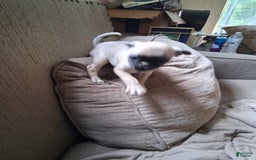 Pug dogs for sale: Sugar - Image 2