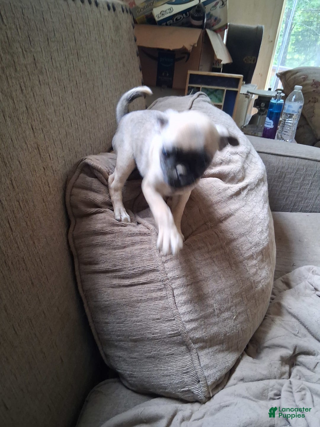 Pug dogs for sale: Sugar - Image 2